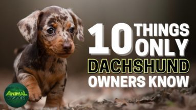 10 Things Only Dachshund Dog Owners Understand