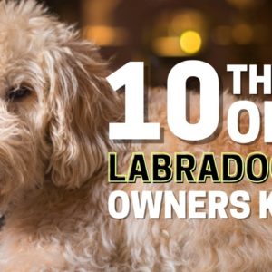 10 Things Only Labradoodle Dog Owners Understand