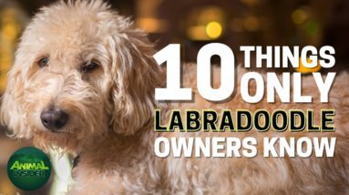 10 Things Only Labradoodle Dog Owners Understand