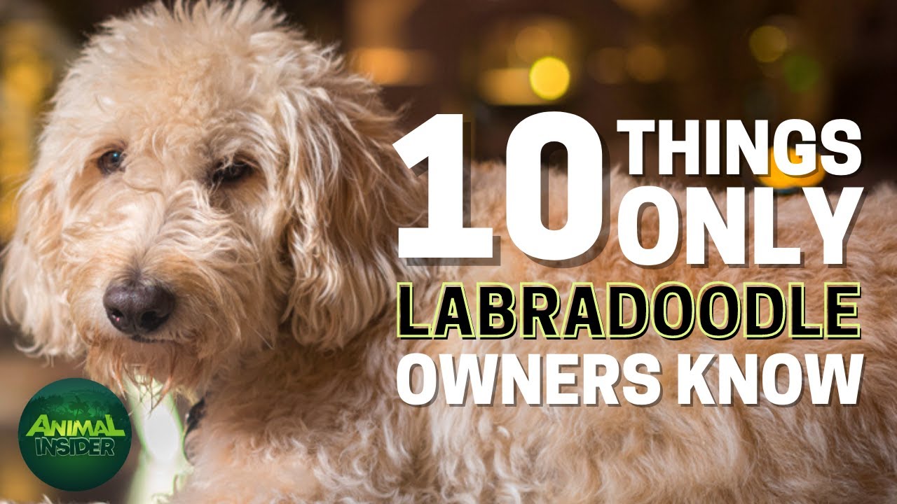 Free Doggie Tools 2 Labroodle Things Only An Owner Knows