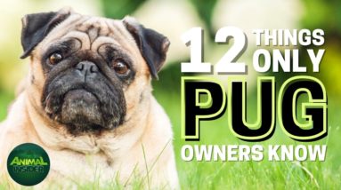 12 Things Only Pug Owners Understand