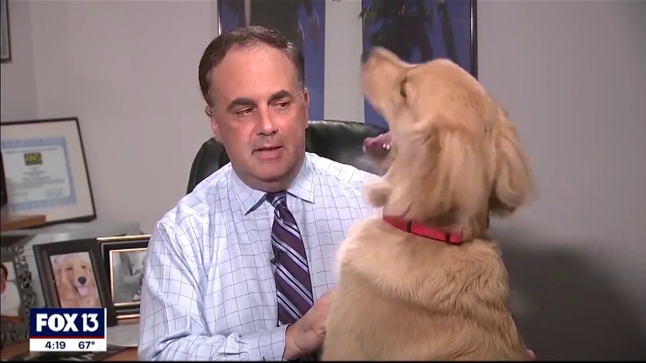 Free Doggie Tools 3 All those times Brody the dog interrupted Paul Dellegatto’s weathercast