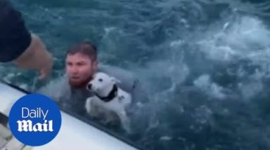 Dramatic moment stranded dog is rescued from the ocean
