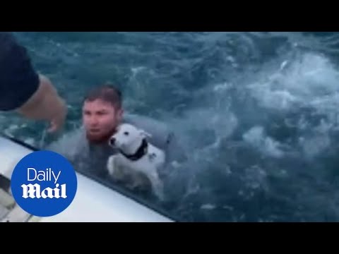 Dramatic moment stranded dog is rescued from the ocean