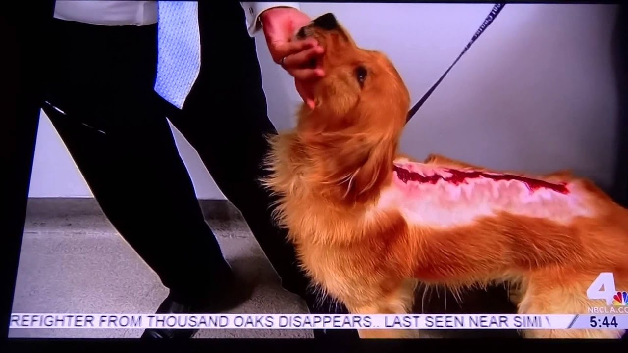 Free Doggie Tools 3 Fergus the Golden Retriever News Report