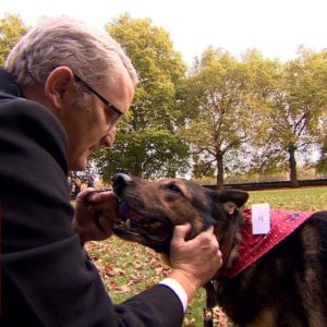 Finn the German Shepherd awarded for bravery – BBC London News