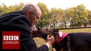 Finn the German Shepherd awarded for bravery – BBC London News