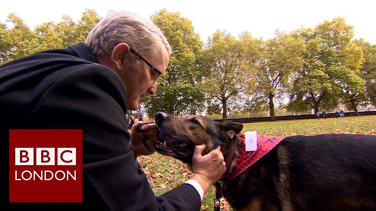 German Shepherd Awarded For Bravery