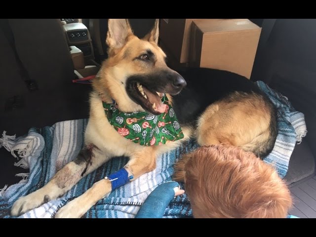 German Shepherd Saves 7-Year-Old