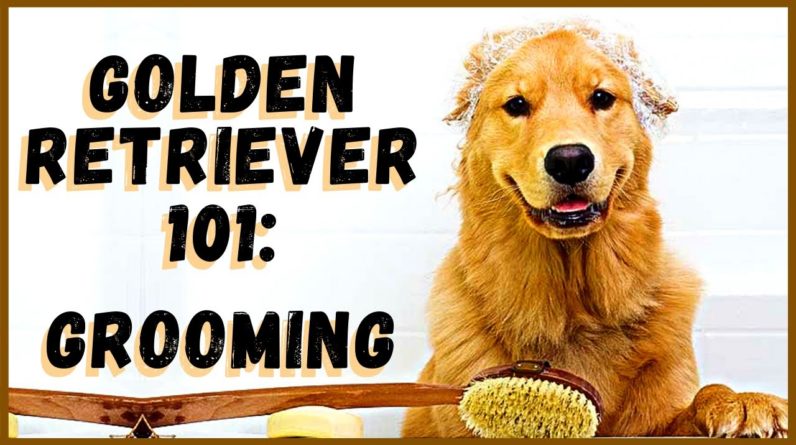 Golden Retriever 101: Grooming