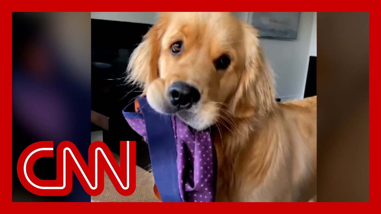 Golden retriever melts hearts as social media star