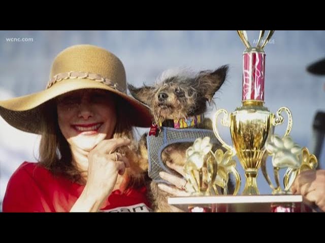 Free Doggie Tools 3 In Other News | This poodle was named the world’s ugliest dog