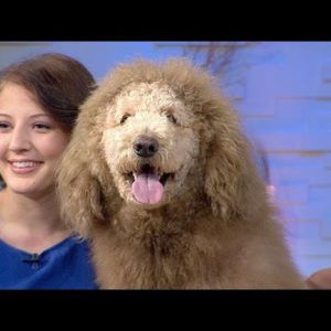 Labradoodle Mistaken for Lion, Prompts 911 Calls | CUTE ANIMALS (Episode 6)
