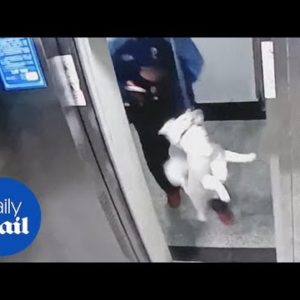Lucky dog rescued by workman after leash caught in elevator doors