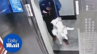 Lucky dog rescued by workman after leash caught in elevator doors