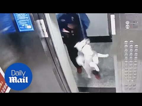 Lucky dog rescued by workman after leash caught in elevator doors