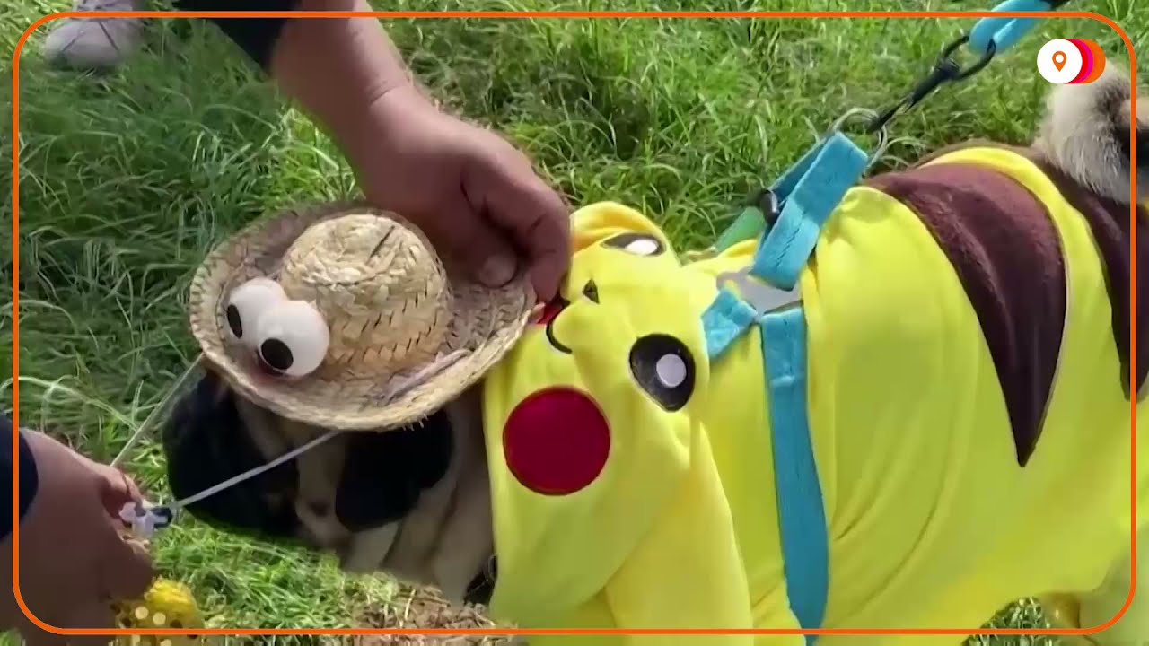 Pooches don costumes for Lima ‘Dog-oween’ contest