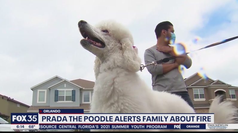 Prada the Poodle alerts family of house fire