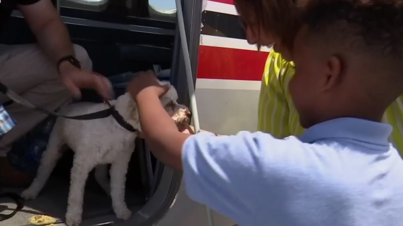 Spike the Poodle returns from epic journey