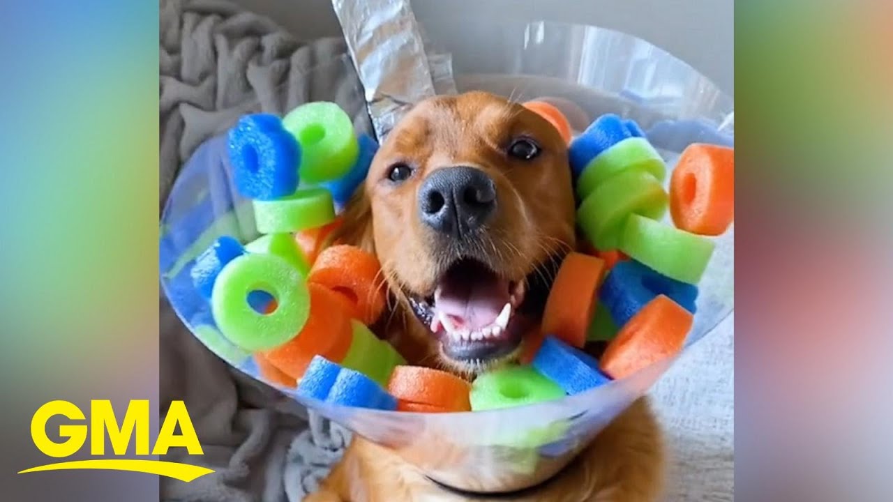 This dog’s 31 Halloween costumes are pawsitively adorable l GMA