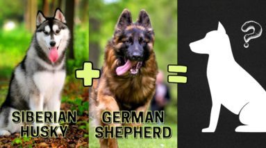 Top 10 Siberian Husky Mix Breeds You Don't Know About