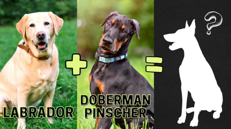 Top 12 Labrador Retriever Mix Breeds You Don't Know About