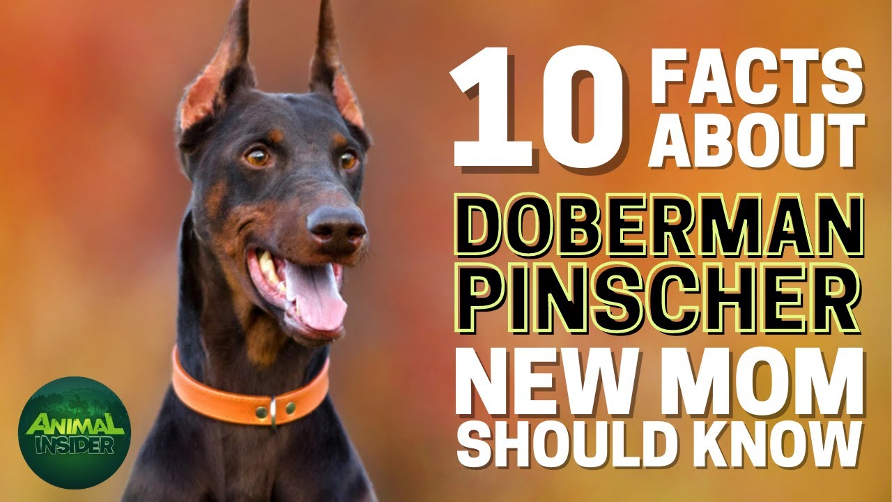 10 Important Facts About Doberman Pinschers Every New Mom Should Know