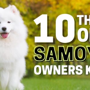 10 Things Only Samoyed Owners Understand