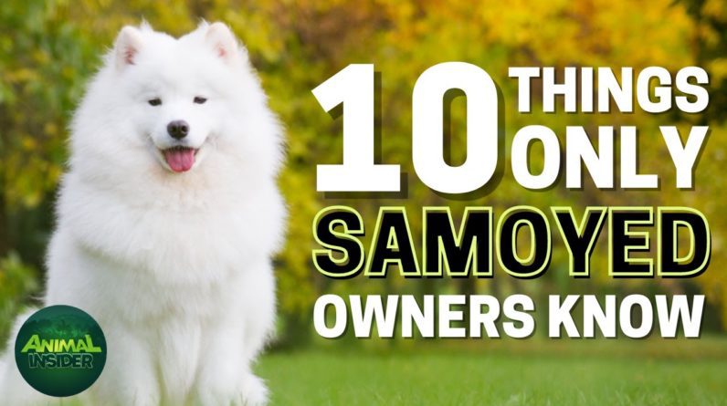 10 Things Only Samoyed Owners Understand