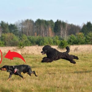 15 Fastest Dog Breeds on This Planet