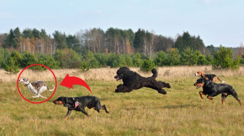 15 Fastest Dog Breeds on This Planet