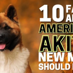 10 Important Facts about American Akita Every New Mom Should Know