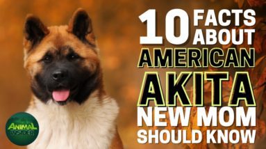 10 Important Facts about American Akita Every New Mom Should Know