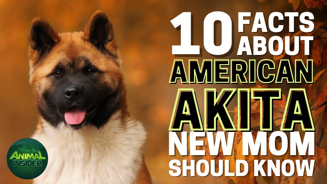 10 Important Facts About American Akita Every New Mom Should Know