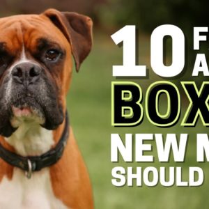 10 Important Facts About Boxer Every New Mom Should Know