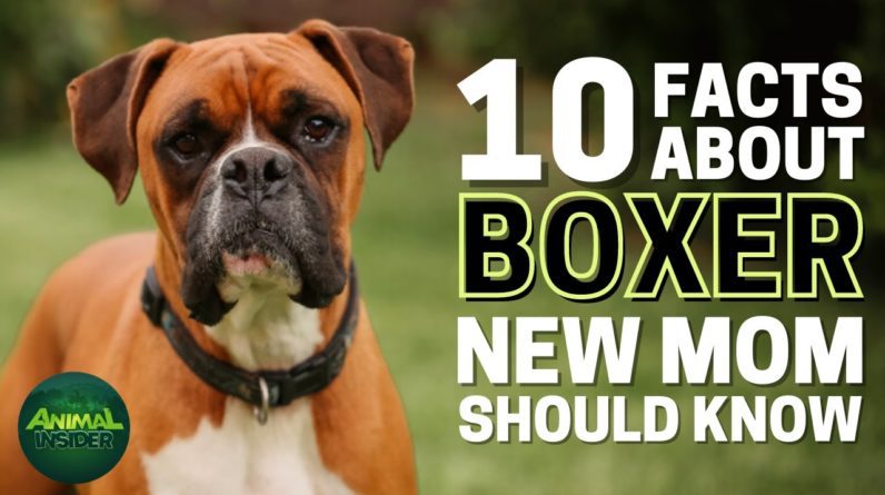 10 Important Facts About Boxer Every New Mom Should Know