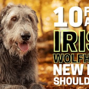 10 Important Facts about Irish Wolfhound Every New Mom Should Know