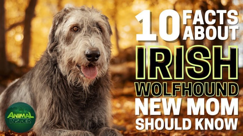 10 Important Facts about Irish Wolfhound Every New Mom Should Know