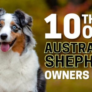 10 Things Only Australian Shepherd Dog Owners Understand