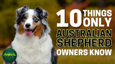 10 Things Only Australian Shepherd Dog Owners Understand