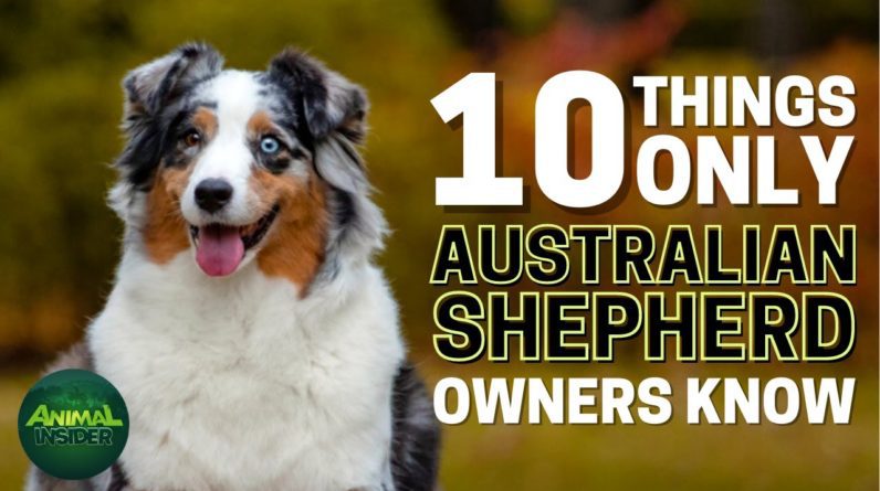 10 Things Only Australian Shepherd Dog Owners Understand