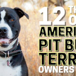 12 Things Only American Pit Bull Terrier Dog Owners Understand