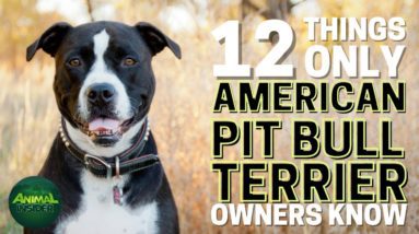 12 Things Only American Pit Bull Terrier Dog Owners Understand