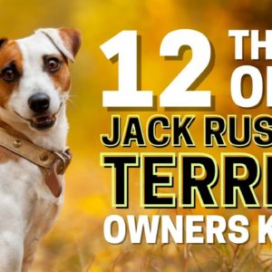 12 Things Only Jack Russell Terrier Dog Owners Understand