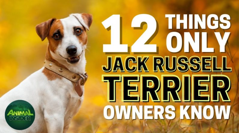 12 Things Only Jack Russell Terrier Dog Owners Understand