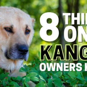 8 Things Only Kangal Dog Owners Understand