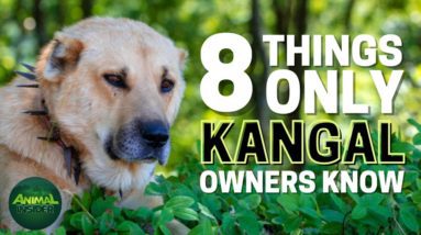 8 Things Only Kangal Dog Owners Understand