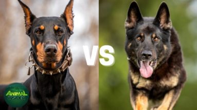 Doberman Pinscher vs German Shepherd - Which Dog Is Suitable For You?