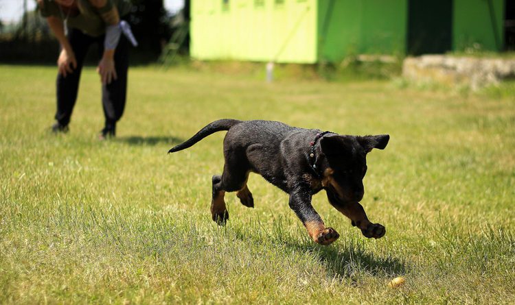 Brain Train Games For Dogs