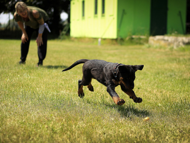 Brain Train Games For Dogs